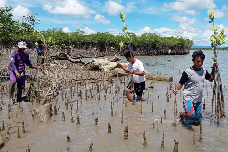 People grow mangroves in Ann Township in 2021.